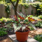 Live Begonia Plant, Indoor Flowering Houseplant, 4-8 Inches Tall, for Indoor or Outdoor Gardens (Gray Green Foliage)