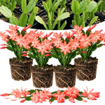 4 Christmas Cactus Plants Live, 5-9 Inch Tall (Salmon)