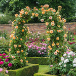 Climbing Roses Live Plant, Yellow Rose Climbing Bushes for Planting, No Pot, Cut Back, Well Rooted, No Leaf for Planting