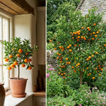 Satsuma Mandarin Fruit Tree Live Plant, Citrus Mandarin Tree in 1 Gallon Pot, Edible Fruit Plant, Compact Fruiting Tree for Garden