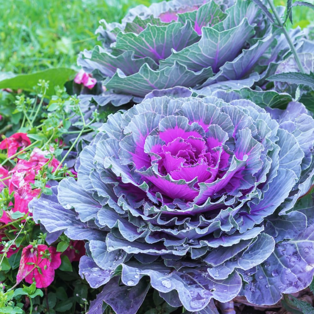 Red Cabbage Plant Live, Ornamental Cabbage Live Plant, 4 Inc Pot, Vegetable Garden