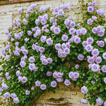 Roses Live Plant, Climbing Rose Plant Live from 5'' Tall, Bush Shrub Plants, Fragrant Flower Garden (Lavender)