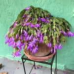 Live Purple Christmas Cactus Live Plant 4–6 Inches Tall, Winter Blooming False Thanksgiving Cactus Well Rooted, Flowering Houseplant for Home and Office