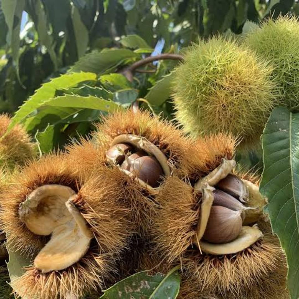 Sets 2 of 2-3 Feet Chestnut Trees Live Plants Seedlings, Dormant, Bareroots, Establish Roots, Cold Hardy for Outdoor Planting