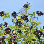 Set 2 Elderberry Plants Live Bush, Black Elderberries Plant Starter 5 to 9 Inch Tall Perennial Fruit Plant, No Pot, Dormant in Winter
