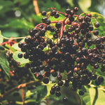 2 Black Elderberry Live Plants, Bare Root Berry Plant, 10-12 Inch Tall