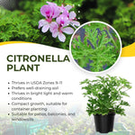 Set of 2 Live Citronella Plant, Citronella Herb in 4 Inch Pots for Indoor or Outdoor Planting