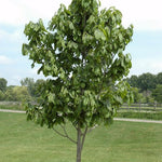 Paw Paw Tree, Pawpaw Live Plant, Fruit Tree, 1-2 Ft Tall