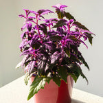 Set 2 Gynura Purple Passion Plants 4-8'' Tall, Royal Velvet Plant, Purple Indoor Plant for Home Décor, No Pot