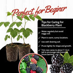 2 BlackBerry Plants Live for Planting, 4 to 8 Inch Height, BlackBerry Bush Live Plant, Sweet Blackberries Fruit Seedlings (Navaho BlackBerry)