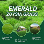 5000 Emerald Zoysia Grass Seeds, Zoysia Grass Seeds for Lawn, Dense Green Grass for Backyard and Patio