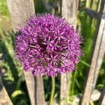5 Large Purple Allium Bulbs, Ornamental Onion Flower Bulbs for Planting - Spring Blooming Purple Allium Flowers for Garden Beds and Borders
