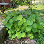 2 Redbud Trees Live Plants, Bare Roots Eastern Redbud Dormant Seedlings, Planting Spring, Cold Hardy, Zones 4-9, American Redbud Tree