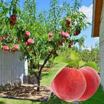 of Georgia Peach Tree Plant Live, Fruit Tree Plant, 1-2 Ft Tall