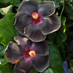 Black Hibiscus Plant for Outdoor Planting, Hardy Hibiscus Flowers Colorful Blooms, Hibiscus Plant for Grow