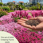100+ Creeping Thyme Seeds, Pink Creeping Thyme Seeds Ground Cover for Landscaping, Vibrant Blooms Garden Seed