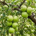 Granny Smith Apple Tree Live Plant 6-10" Tall