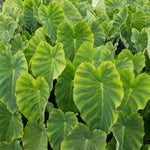 Live Vietnamese Taro Plant, 3-6" Tall, Taro Plant 4" Pot, Tropical Alocasia Live Plant for Indoor Outdoor Gardens