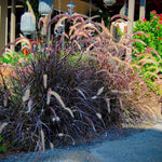 2 Fountain Grass Plants Live, 5-9 Inch Tall Ornamental Grass Live Plants for Landscaping and Garden Borders (Red Purple Fountain Grass)