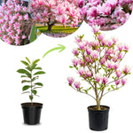 Magnolia Plant Live 6 to 12 Inches Tall, in 2.5 Inches Pot, Magnolia Tree Live Plant, Fragrant Magnolia Flowers (Jane Magnolia)
