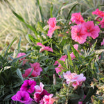 5 Pink Mexican Petunia Plant Live, Planting Ornaments Garden Perennials Simple to Grow Pots Gift