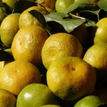 Live Clementine Mandarin Citrus Tree, Tangerine Sweet Fruit Plant in Gallon Pot, Citrus Tree for Outdoor Patio or Backyard Growing