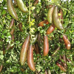 Red Finger Lime Tree Live, 1-2ft Tall, Citrus Plant 1 Gallon Pot, Finger Lime Citrus Tree, Well Rooted Fruit Plant