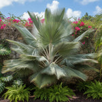 Palm Tree Plant, Live Tropical Palm Tree, Fully Rooted in 3 Gallon Pot, Ready for Outdoor Planting (Silver Blue Palm)