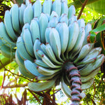 Ice Cream Banana Plant Live 5 to 8 Inch Tall, Blue Jave Banana Tree Live Plant, Blue Banana Fruit Plant for Growing