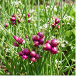 Set 5 Walking Onion Plants, Egyptian Onion Plants, Perennial Garden Herb