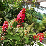 Butterfly Bush Plant Live, Perennial Buddleia Bushes Ready to Grow Outdoor 4-8 Inches (Red Buddleia)