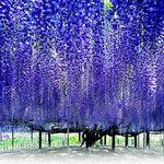 Wisteria Live Plant in 2.5" Pot, 6-12 Inch Tall Fragrant Wisteria Vine for Garden Trellis and Containers, Indoor Outdoor (Blue Wisteria)