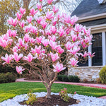 Magnolia Plant Live 6 to 12 Inches Tall, in 2.5 Inches Pot, Magnolia Tree Live Plant, Fragrant Magnolia Flowers (Jane Magnolia)