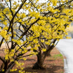 5 Witch Hazel Trees Live Plants, 1-2 Feet Tall Bare Root Hardy Shrubs for Outdoor Planting, Yellow Flower