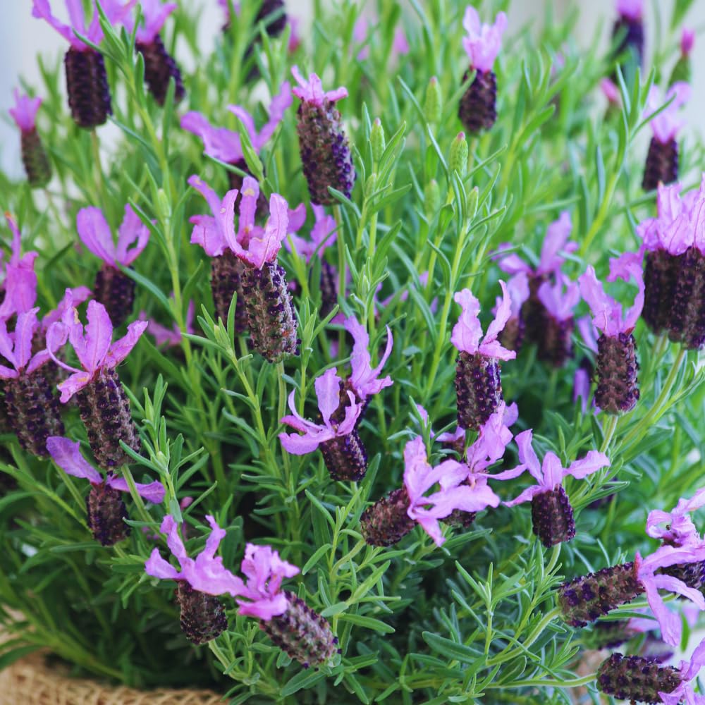 Set 2 Spanish Lavender Plants Live, Lavender Flower Plant, 5 to 7 Inc Tall Gardening Indoor, Outdoor
