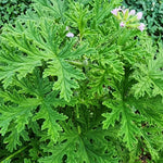 3 Live Citronella Plants,Citronella Geranium Plants Well Rooted 4-9 Inch Tall