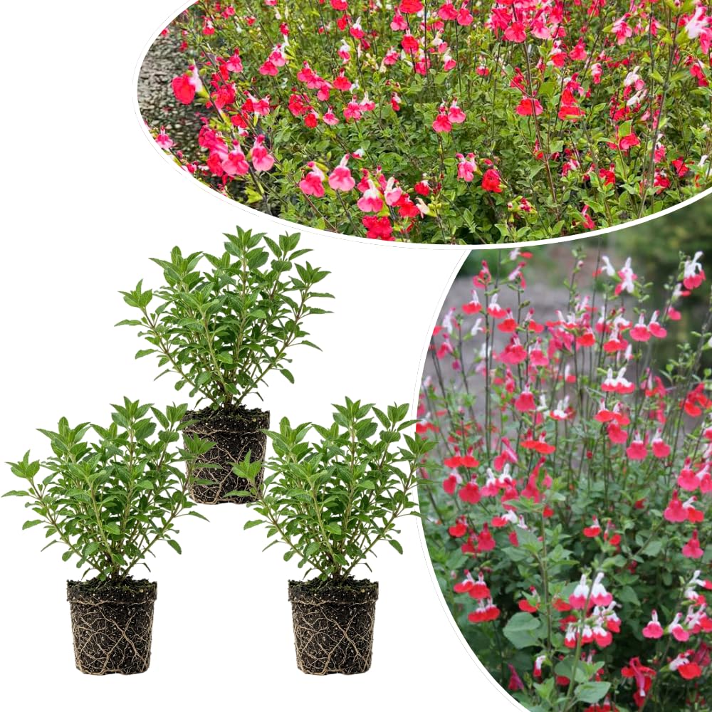 3 Hot Lip Salvia Sage Plants 4–7" Tall, Perennial Live Flowering Garden Plants for Outdoor Growing, Vibrant Salvia Plant Starter