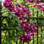 Climbing Roses Live Plants, Well Rooted 5-9" Tall, No Leaf, Ready to Plant Indoor Outdoor, Climber Rose Bush, Hybrid Tea Rose Like, Very Fragrant, Long Bloomer (Purple Striped)
