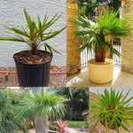 Palm Tree Live Plant, Fully Rooted in 3 Gallon Pot, Rare Tropical Plant Live for Indoor or Outdoor Growing, Old