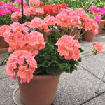 2 Salmon Geranium Plants Live, Live Geranium Plants, 5 to 8 Inches Tall Live Plants, Geranium Flower Plant, Geranium Live Plants Indoor Garden Outdoor