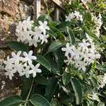 Climbing Star Jasmine Plant Live 4-7 Inches Tall, Fragrant Flowering Vine for Garden, Patio Containers and Indoor Growing