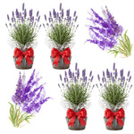 Pack 4 Provence Live Lavender Plants for Outside, Blue Purple Lavender Plants No Pot, 5-7" Tall Gardening Indoor Outdoor Spring Planting