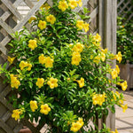 3 Dwarf Allamanda Plant Live, Yellow Allamanda Flower Plant, Tropical Yellow Flowering Plants for Outdoor Garden and Container Growing, No Pot