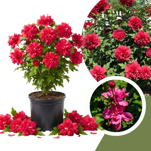 Red Rose of Sharon Live Tree, Althea Flowering Shrub, 6-13 Inch Tall