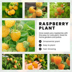 High Yield Raspberry Plants Live for Outdoor Planting, Size 5-9" in Tall, No Pot, Dormant in Winter, Cold Hardy (Fall Gold)