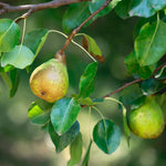 Pear Tree Live Plant, Pear Edible Fruit Tree, 10-18 Inch Tall