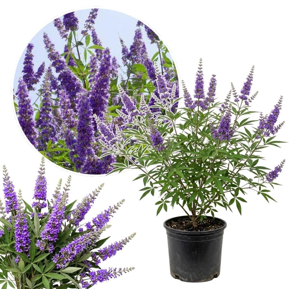 Vitex Chaste Tree for Outdoor Garden
