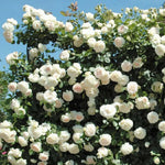 Starter Climbing Roses Live Plants, Rose Bushes Ready to Planting, No Pot, Cut Back, Well Rooted, 6-8 Months Old (White)