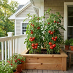 Set 2 Tomato Plants, Beefsteak Tomato Plants Live, 4-6 Inc Tall, Large Red Tomatoes for Indooor Outdoor Planting