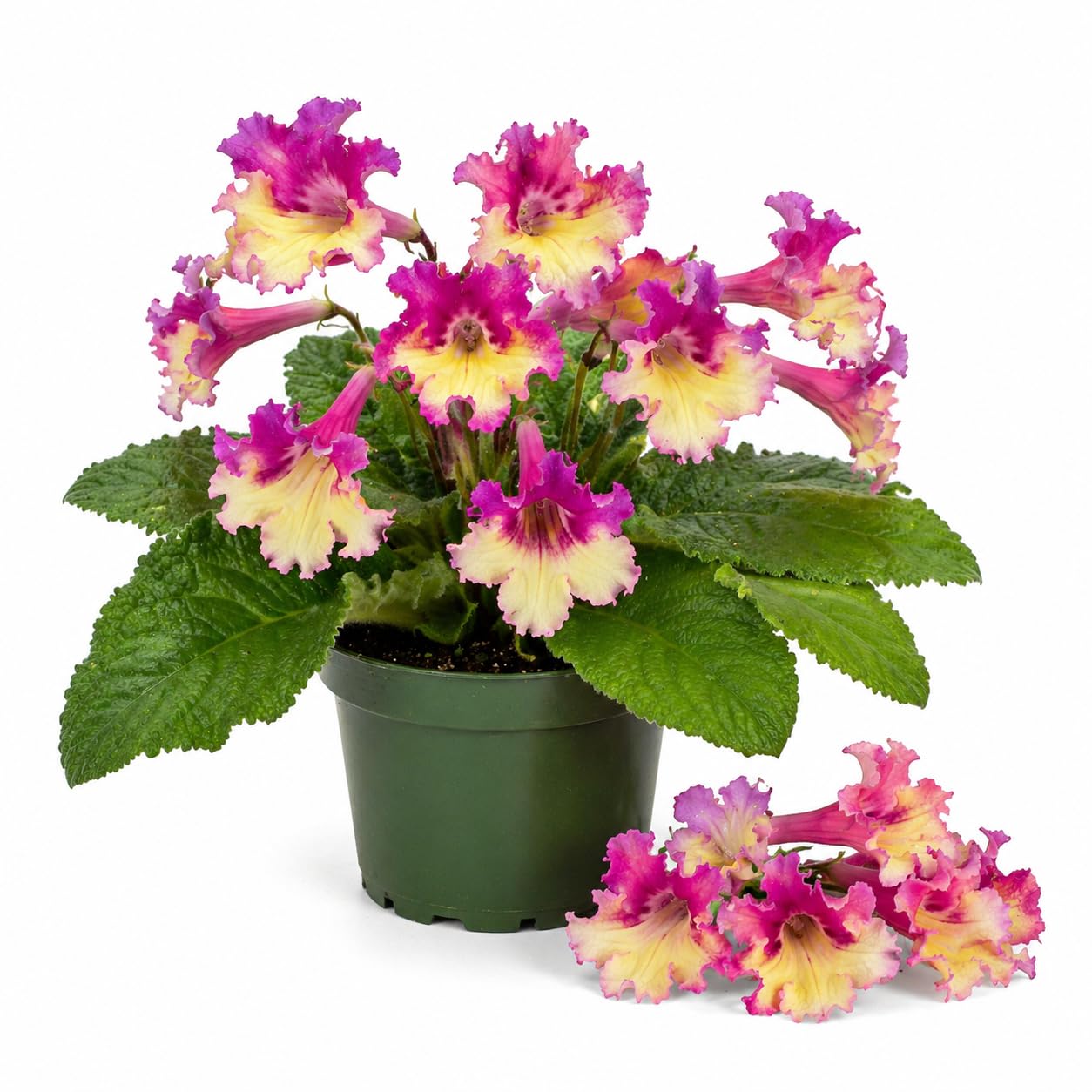 Yellow Pink Streptocarpus Lady Slipper Plants in 3.25 Inch Pot, Live Flowering Houseplant for Patio, Containers and Indoor Gardening
